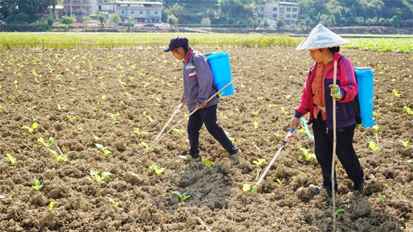 贵州岑巩：秋冬蔬菜管护忙土地轮作促增收(图3)