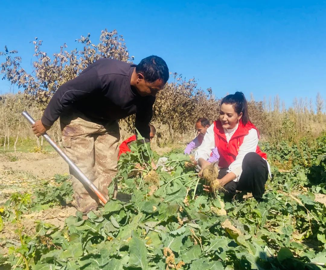 蔬菜迎丰收 菜农增收有保障(图2)