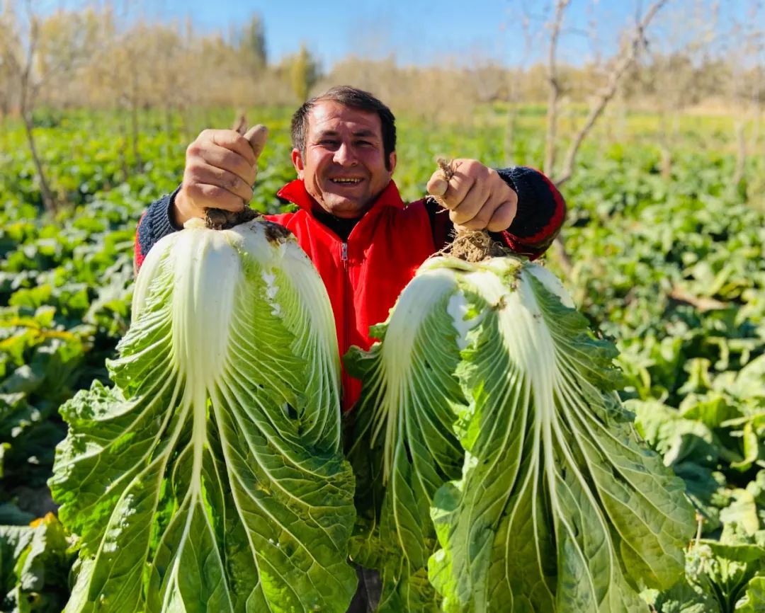 蔬菜迎丰收 菜农增收有保障(图3)