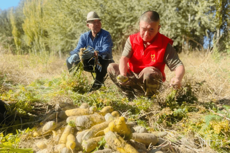 蔬菜喜丰收 菜农有保障(图1)