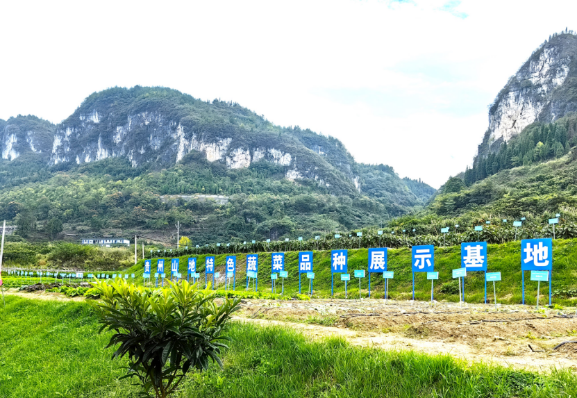 在贵州山地“蔬菜大观园” 破解蔬菜种源“卡脖子”的技术难题(图2)