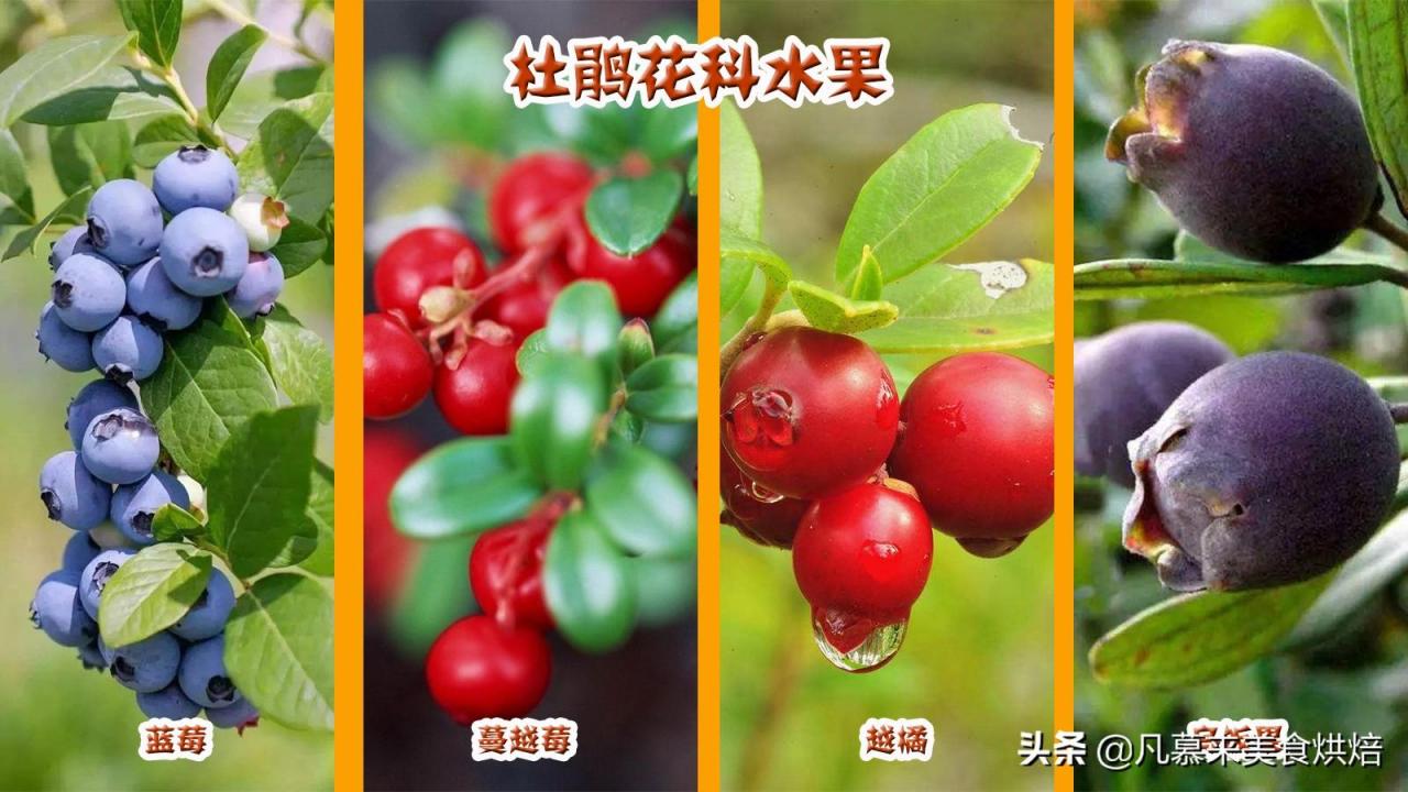 水果名称大全500种「42个科154种水果欣赏」(图8)