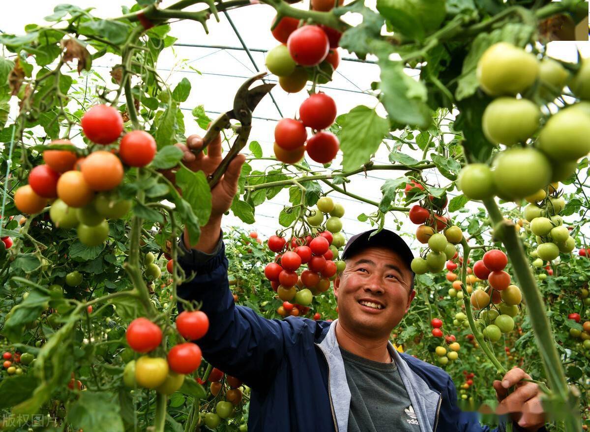 种菜也要跟着市场走三种蔬菜随便选亩收入轻松过万元(图1)