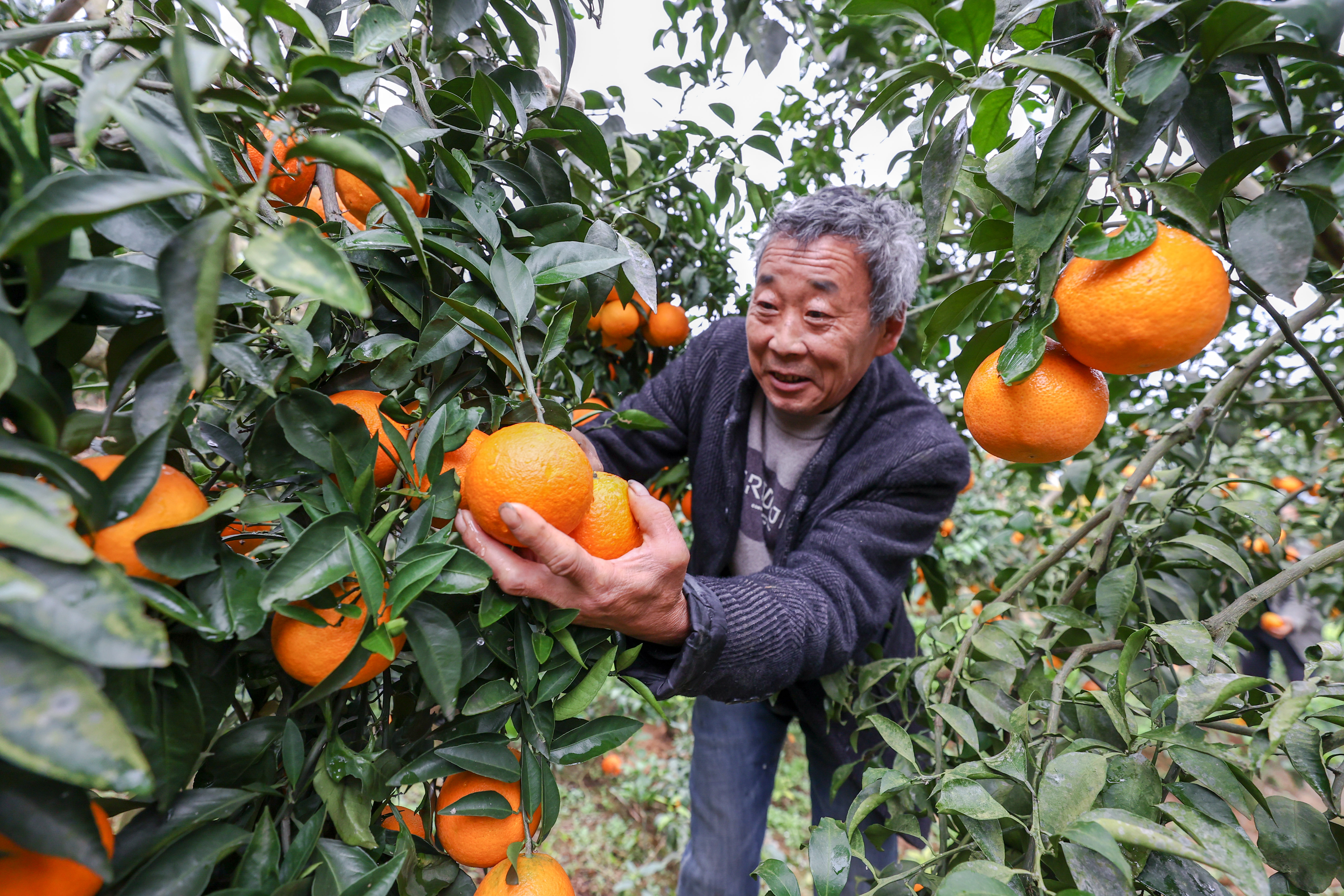 水果飘香日子甜(图1)