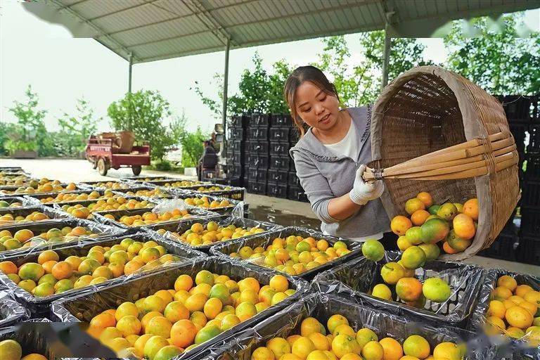 陕西水果的颜值与担当：打造产业链 提升知名度(图2)