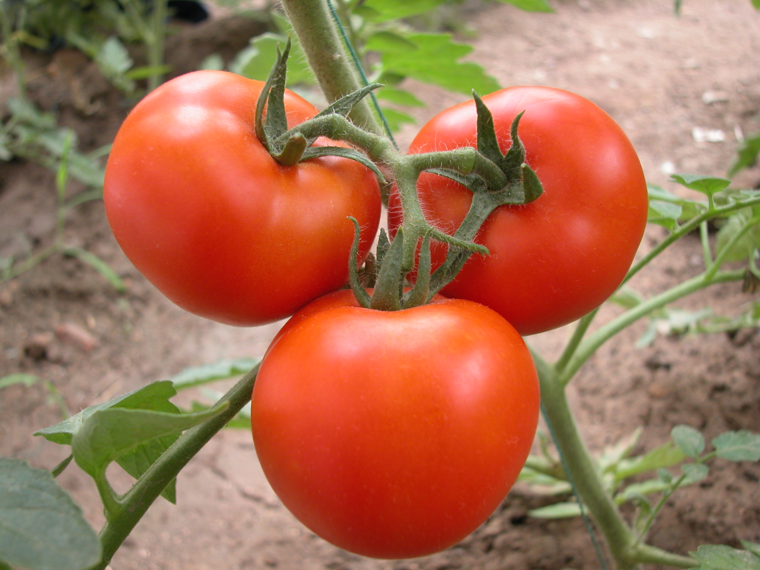 今冬蔬菜大降价：菜农和供应商如何捱过漫长的季节