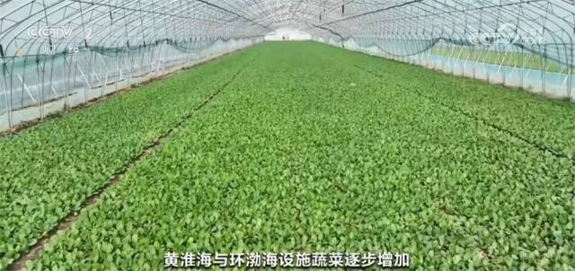 全国蔬菜价格季节性下降 居民“菜篮子”货足价稳(图3)