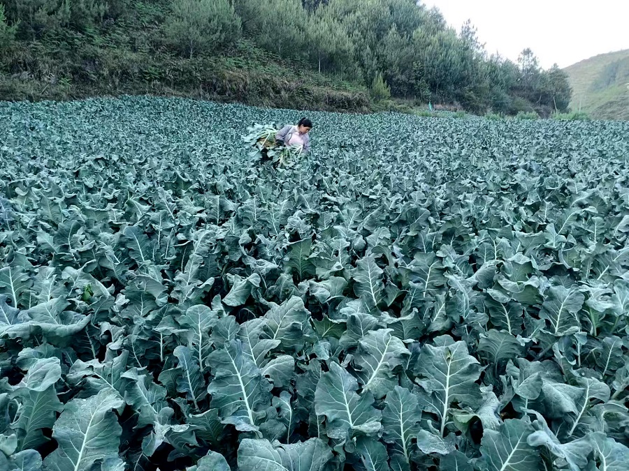 保山龙陵勐蚌村：走好反季蔬菜种植产业特色发展路_新华网(图1)