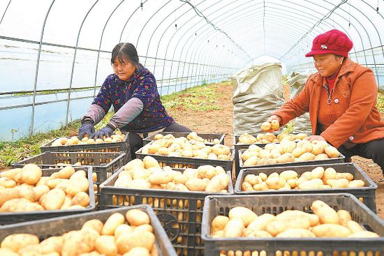 冬日果蔬抢鲜上市(图1)