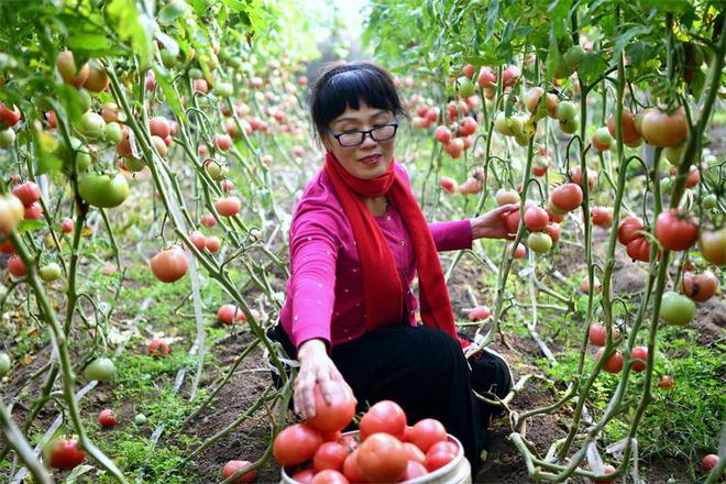 山东成武：大棚里奏响春节“增收曲”(图2)