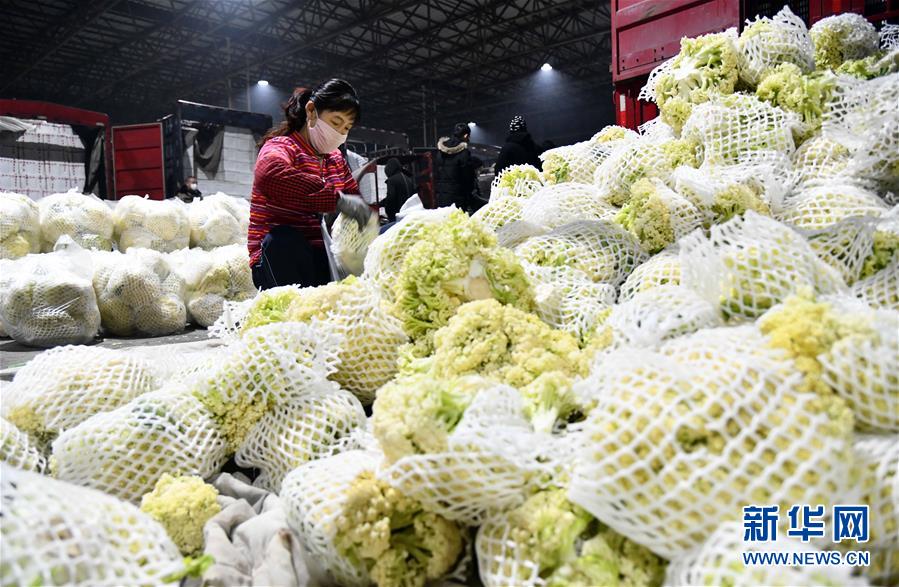 蔬菜产地供应充足 菜价在合理区间——来自蔬菜生产大省山东的一线调查报告-新华网(图2)