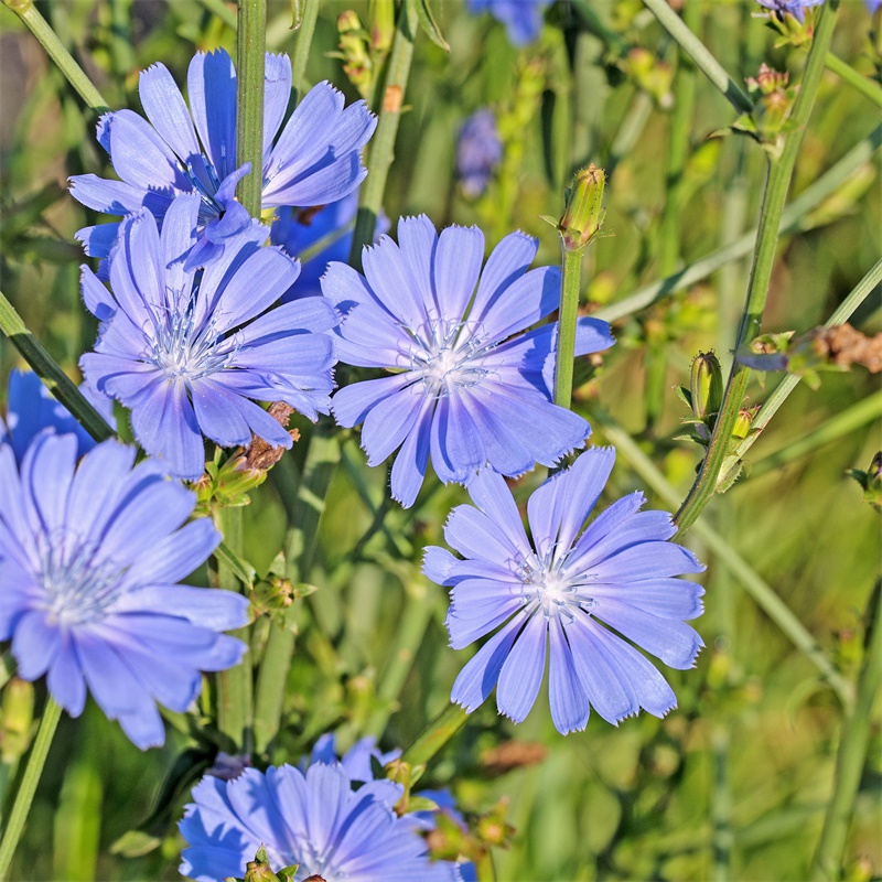 特色蔬菜种植品种(图1)