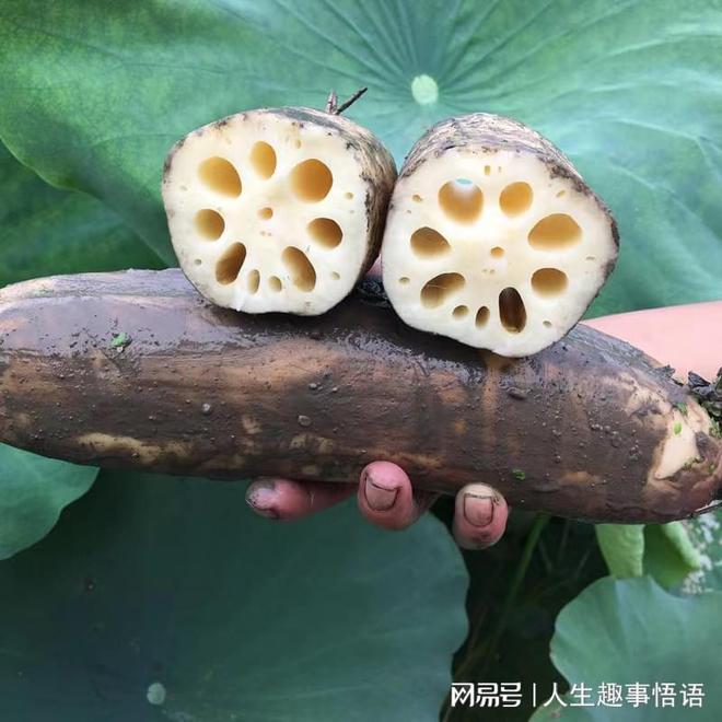 五类基不打农药的蔬菜(图2)