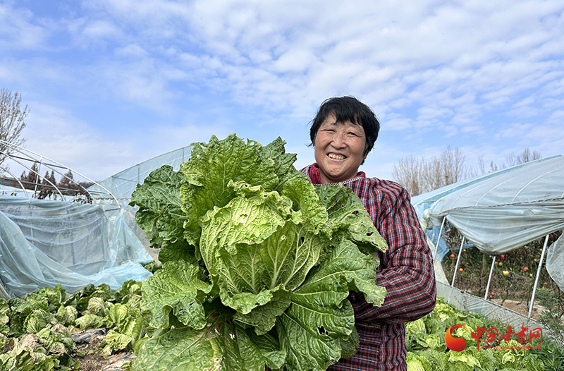 昭通盐津：“订单蔬菜”为乡村振兴添动力