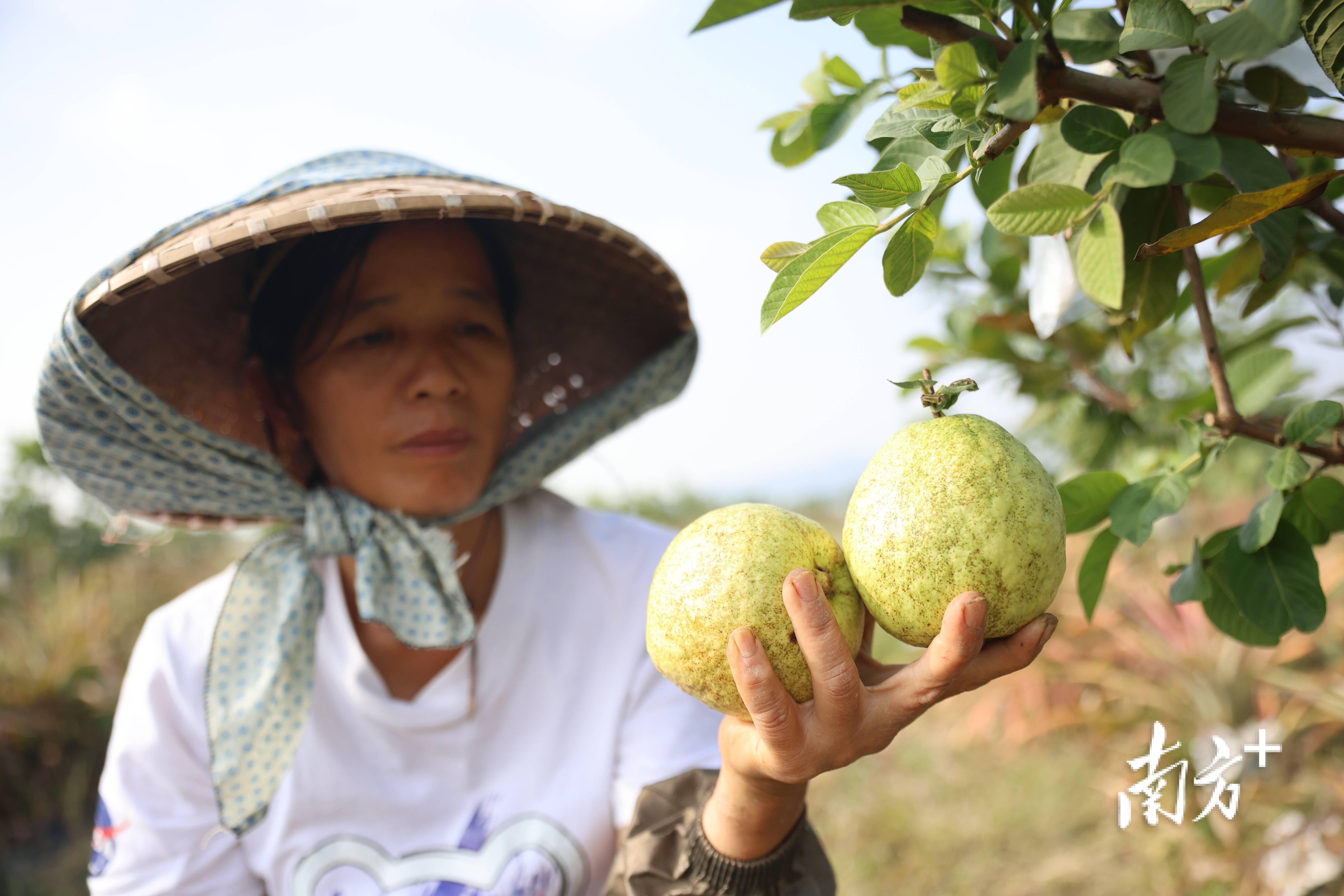 太适合周末溜娃了这里的水果好吃得停不下来｜多图(图5)