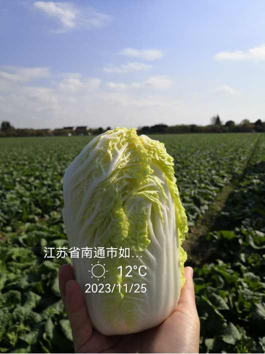 大家放心吧盒马宣布20种蔬菜春节不涨价(图4)