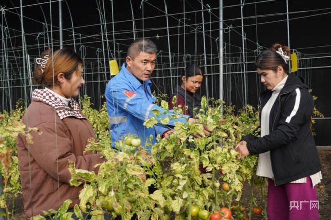 乡村振兴看新疆丨节前蔬菜忙采摘 “菜篮子”供应有保障(图4)