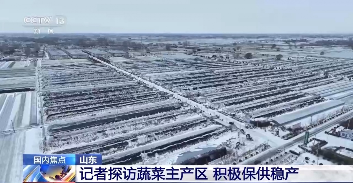 山东多地普降大雪 蔬菜如何做到价稳量足？(图2)