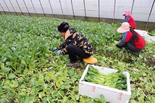 蔬菜供应不断档金山这里努力保障春节“菜篮子”(图1)