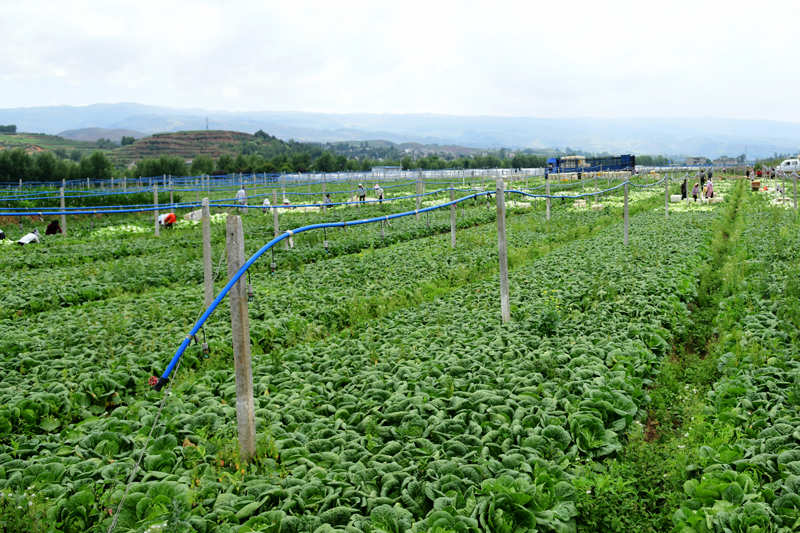 昭通鲁甸：蔬菜种植拓宽农民增收致富路(图1)