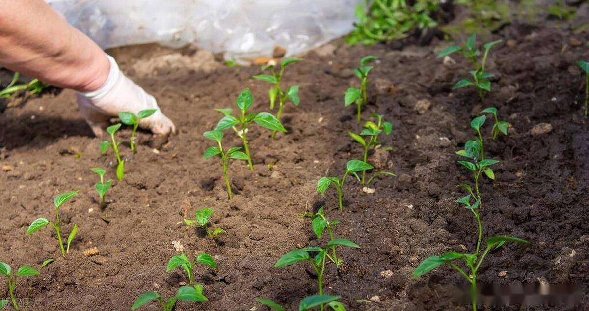 2月下旬到3月份适合种植哪些蔬菜？需要注意什么？这些蔬菜别错过(图5)