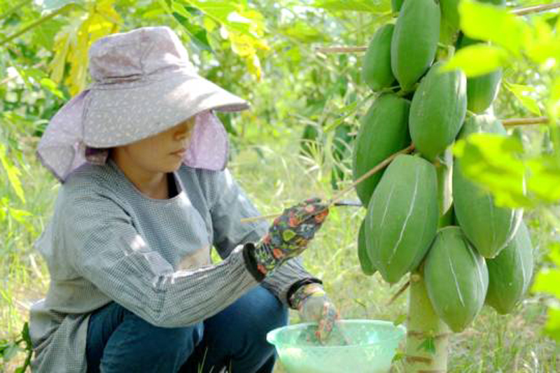 当日“鲜”达！佳木斯果蔬出口对俄绿通车21日首发