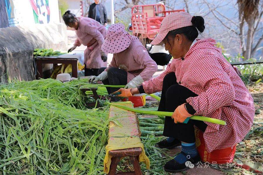 羊肚菌、枇杷 “抢鲜”上市！大理各地早春果蔬尝鲜正米乐m6当时(图7)