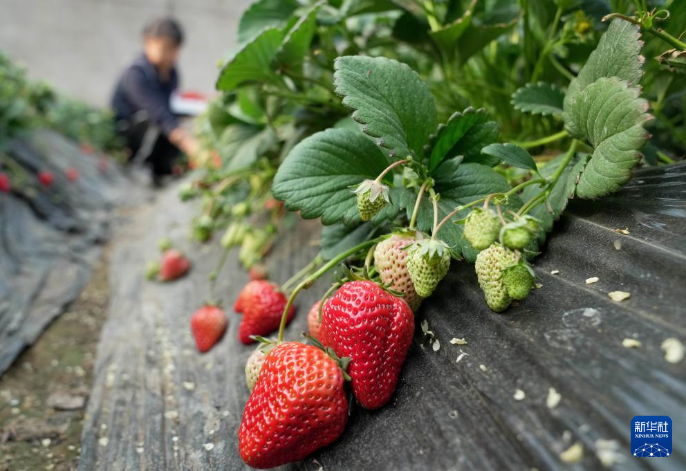 河北抚宁：特色果蔬种植促农增收(图1)