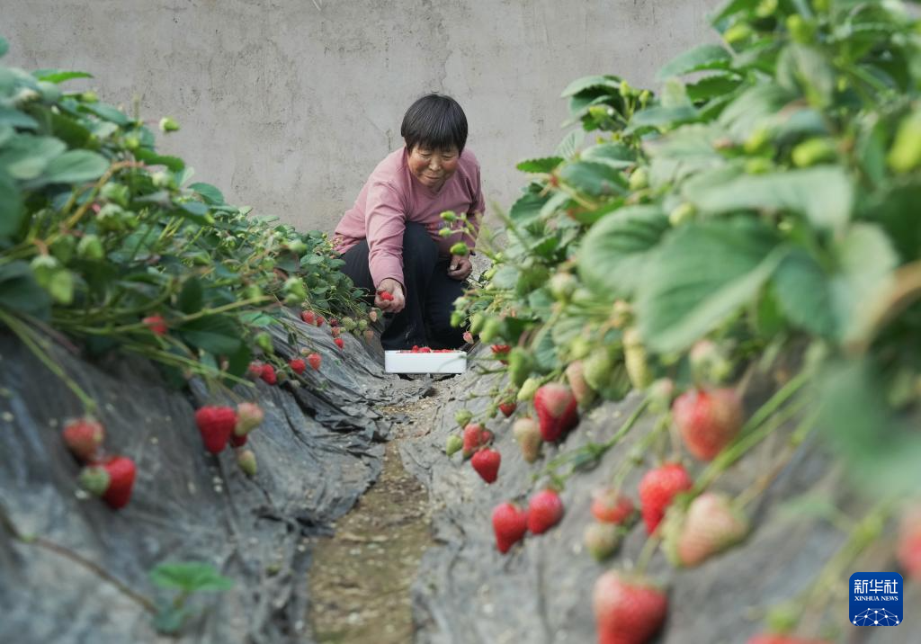 河北抚宁：特色果蔬种植促农增收(图2)