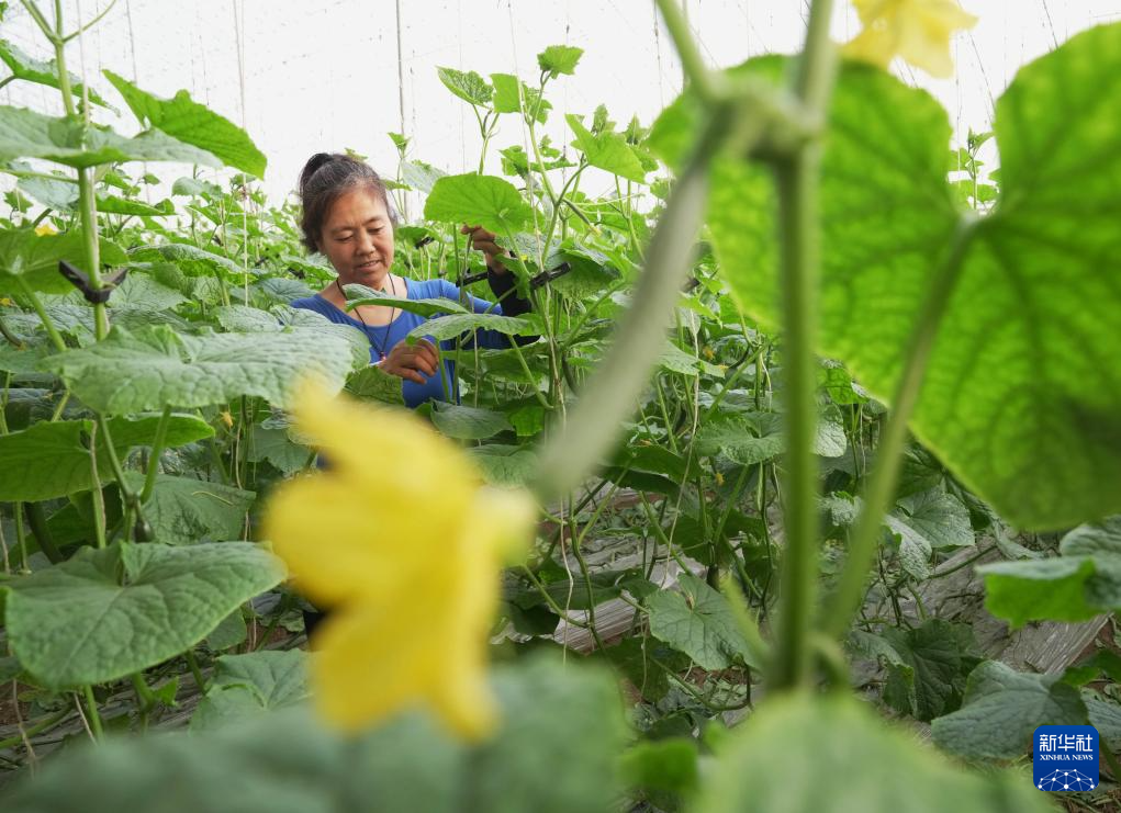 河北抚宁：特色果蔬种植促农增收(图3)