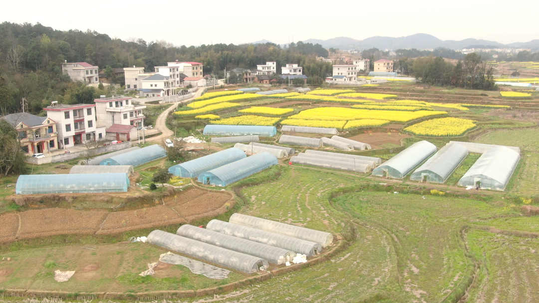 湖南洞口：“集约化”育苗把好蔬菜生产首道关(图1)