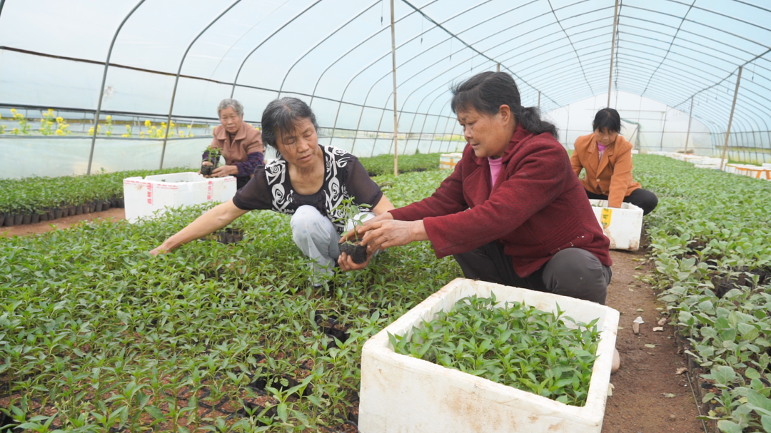 湖南洞口：“集约化”育苗把好蔬菜生产首道关(图2)