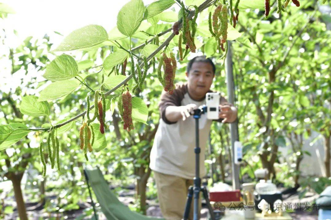 推进“三大三强”｜区农业农村局：引进高产优质蔬果春天也是丰收季(图13)