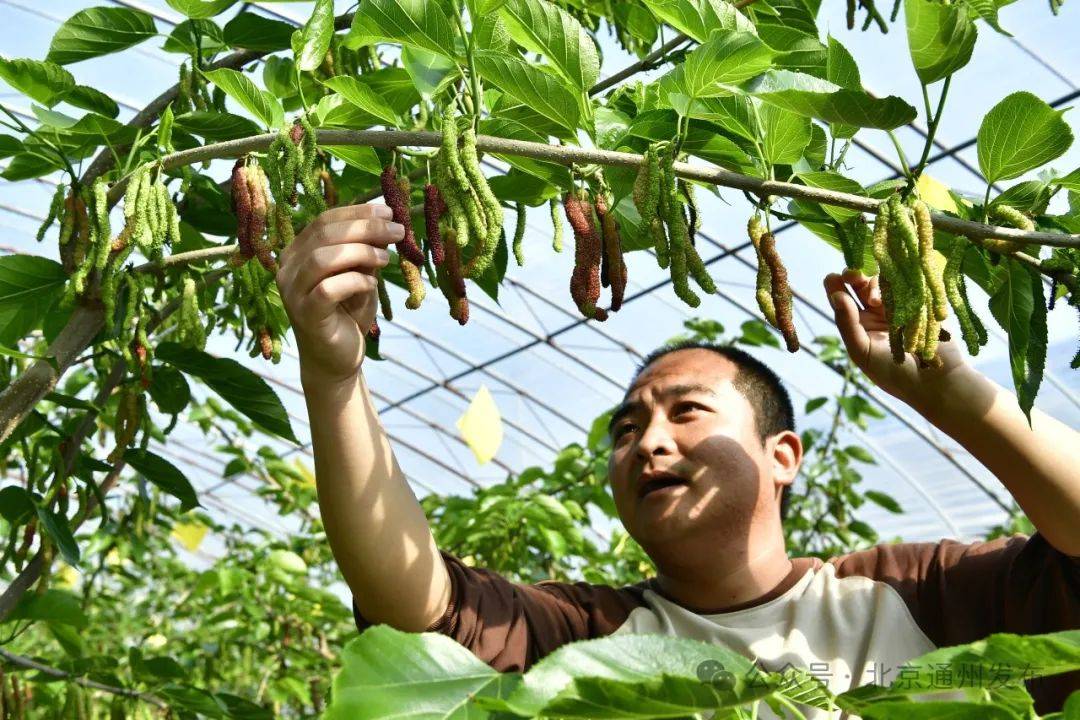 推进“三大三强”｜区农业农村局：引进高产优质蔬果春天也是丰收季(图12)