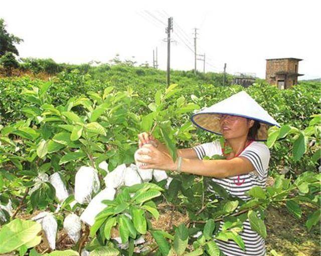 国外的“废材水果”曾经在国内风靡一时如今却成这样(图2)