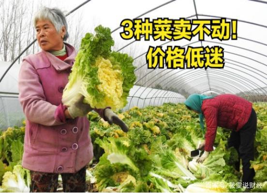 蔬菜放飞式上涨？3种蔬菜却低价卖不动到底是咋回事？(图1)