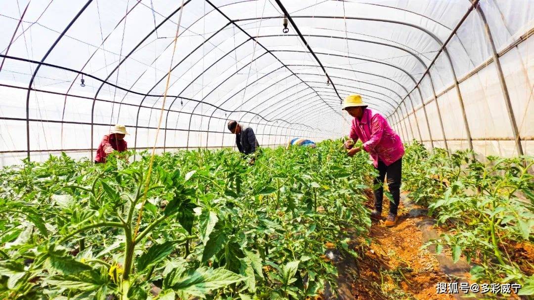 贵州威宁：岔河蔬菜种植鼓足群众“钱”袋子(图1)