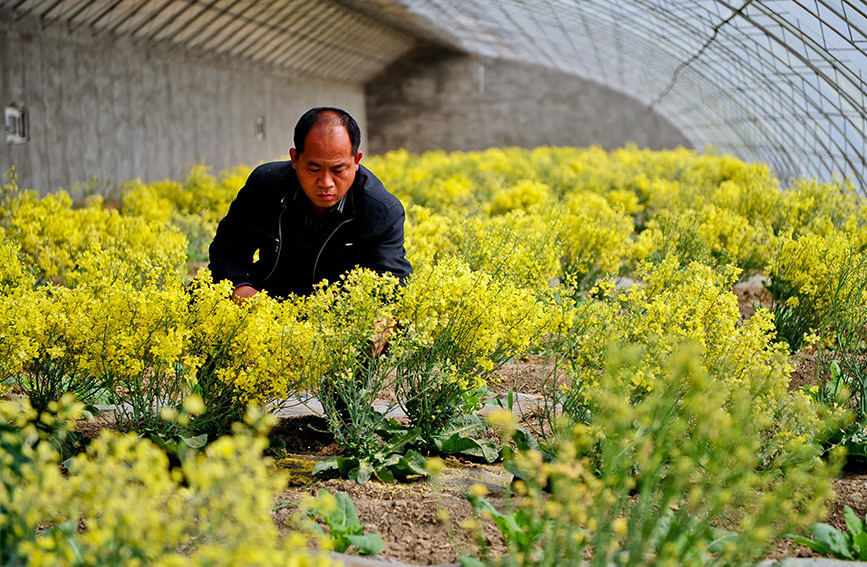 扎根泥土 育蔬菜良种(图1)