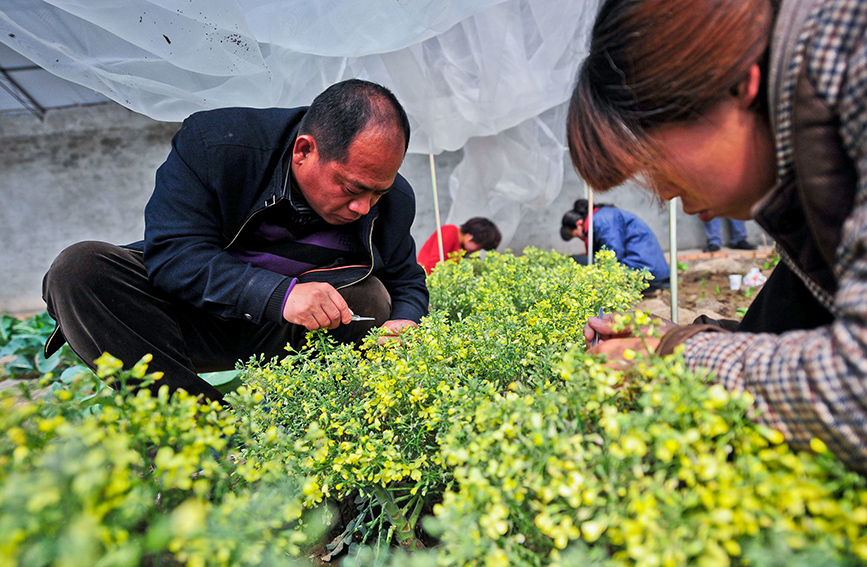 扎根泥土 育蔬菜良种(图2)