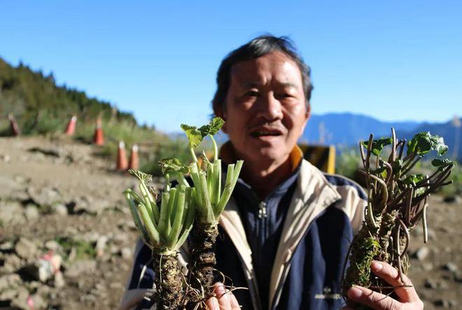 曾是我国古代救荒菜如今出口500元米乐m6官网一斤但却少有农民种植(图4)